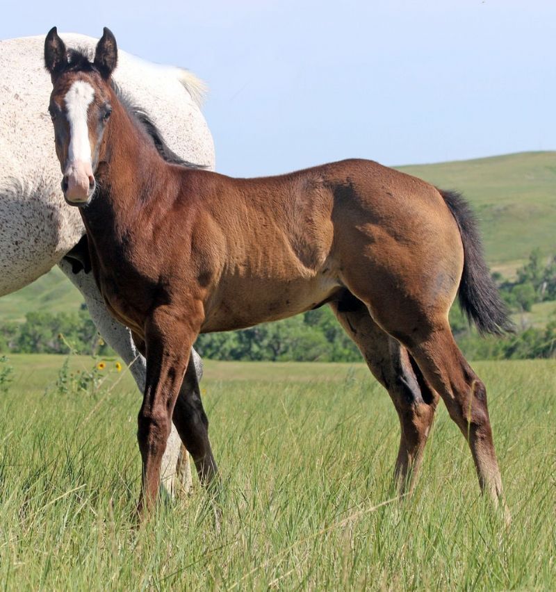 012 - Caseys Fame colt